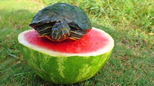 乌龟吃蜜瓜,探索蜜瓜的奇妙滋味